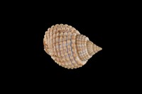 藏品(織紋螺)的圖片